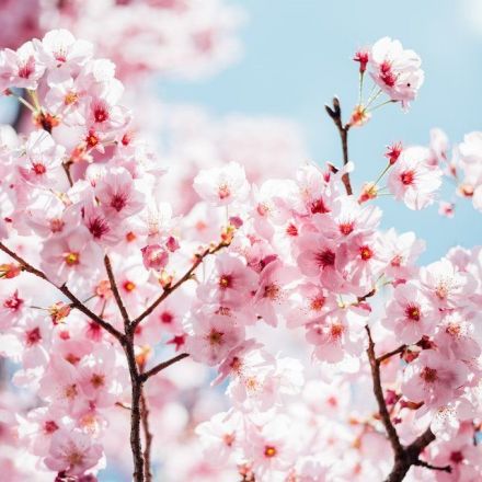 中井駅周辺の桜も見頃の季節です！