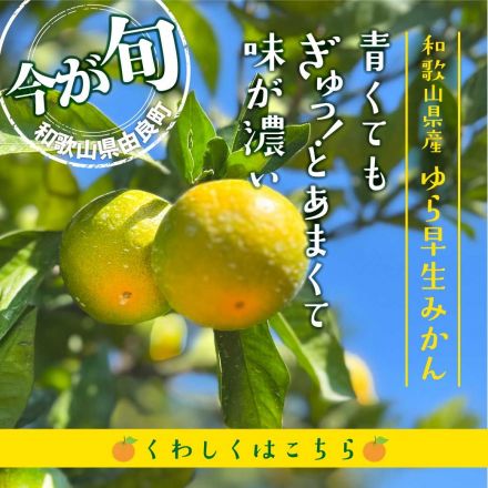 紀州の「ゆら早生みかん」入荷！