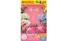 母の日ご予約　締切間近_