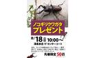 《ノコギリクワガタ》プレゼント 津島本店限定