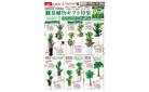観葉植物ギフト特集