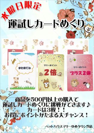 【ペットハウスマリー】毎週水曜日は運試し！カードめくり！