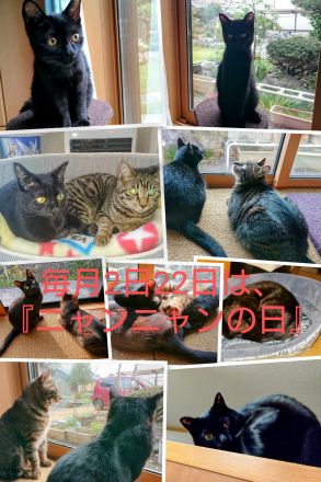 毎月2日・22日は「ニャンニャンの日」_