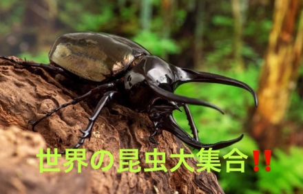 世界昆虫大集合！