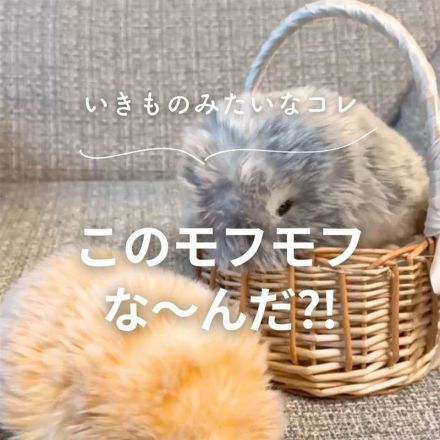 モフモフなAIペットMoflin（モフリン）