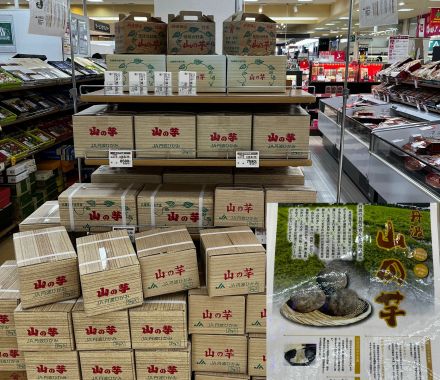 山の芋販売中！