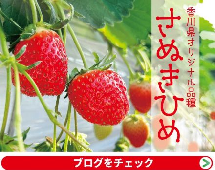 【新入荷】香川のいちご「さぬきひめ」入荷しました！