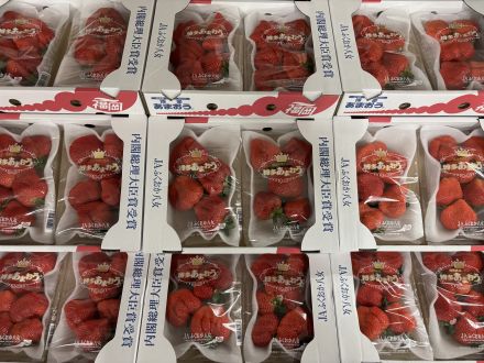 「いちごの王様」博多あまおう