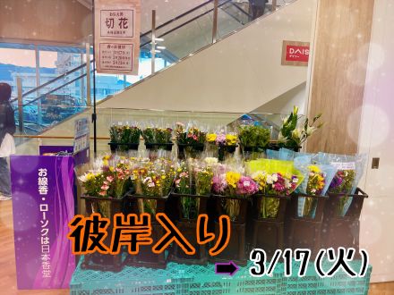 ＼春のお彼岸　切花／