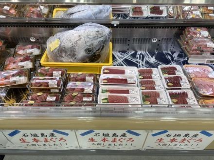 石垣島産　生本マグロ入荷しました！！！
