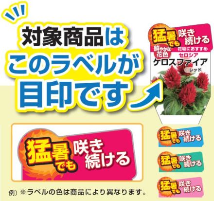 サマーフラワーフラワー寄せ植えフォトコンテスト　開催中！