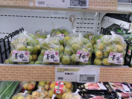 「梅」のご紹介！！！