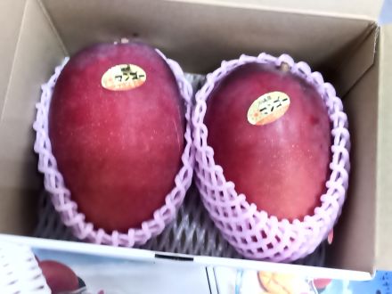 沖縄県産マンゴー入荷のご案内