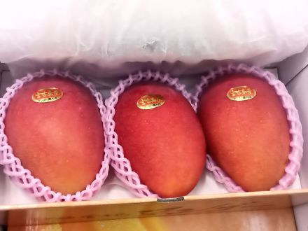 マンゴー入荷してます(^^)/