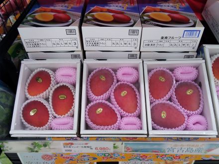宮古島産マンゴー入荷しました！