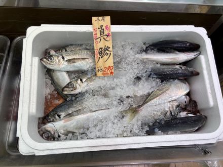 『鮮魚市』開催しています！オークワ春日井店_