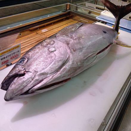 【予告】(^o^)！！マグロ解体即売会　わくわくシティ尾崎店_
