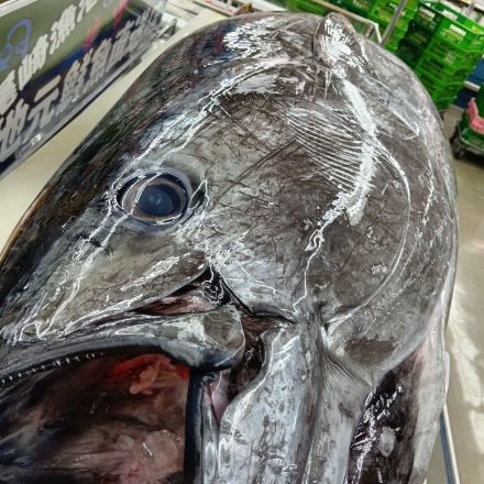 【予告】(^o^)！！マグロ解体即売会　わくわくシティ尾崎店_