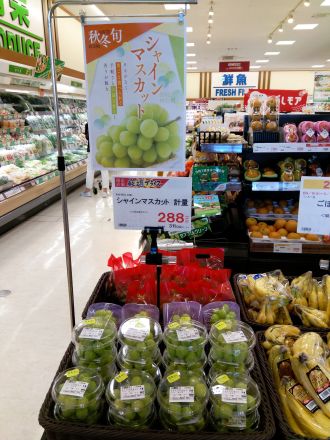 ９月１２日（土）シャインマスカット試食販売します♪
