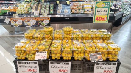 【農産コーナー】極早生みかん・大パックのご紹介！メッサオークワ ガーデンパーク和歌山店_