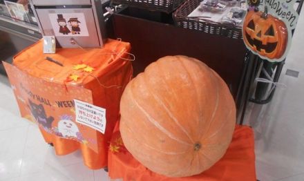 農産コーナーにて「ハロウィン企画　巨大かぼちゃ重量当てクイズ」開催中！！_