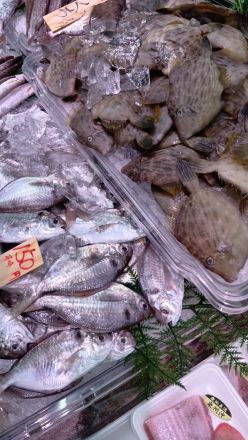 オークワ わくわくシティ尾崎店鮮魚コーナーより＼(^o^)／